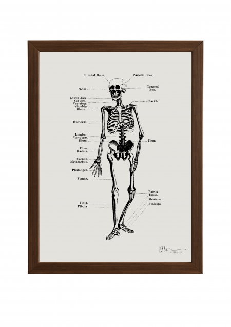 The Human Skeleton (Vintage) Poster- The Human Skeleton (Vintage)