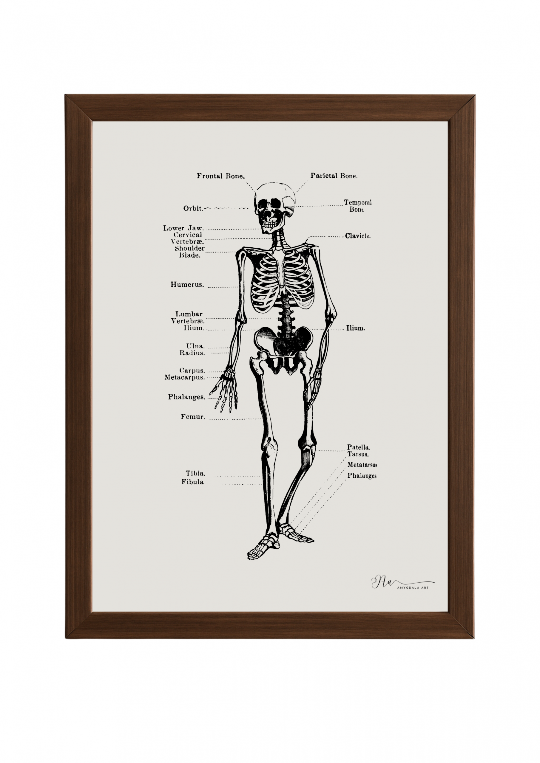 Poster- The Human Skeleton (Vintage)