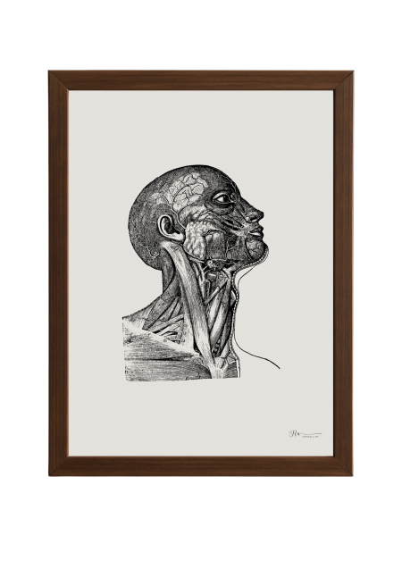Facial nerves (Vintage) Poster- Facial nerves (Vintage)