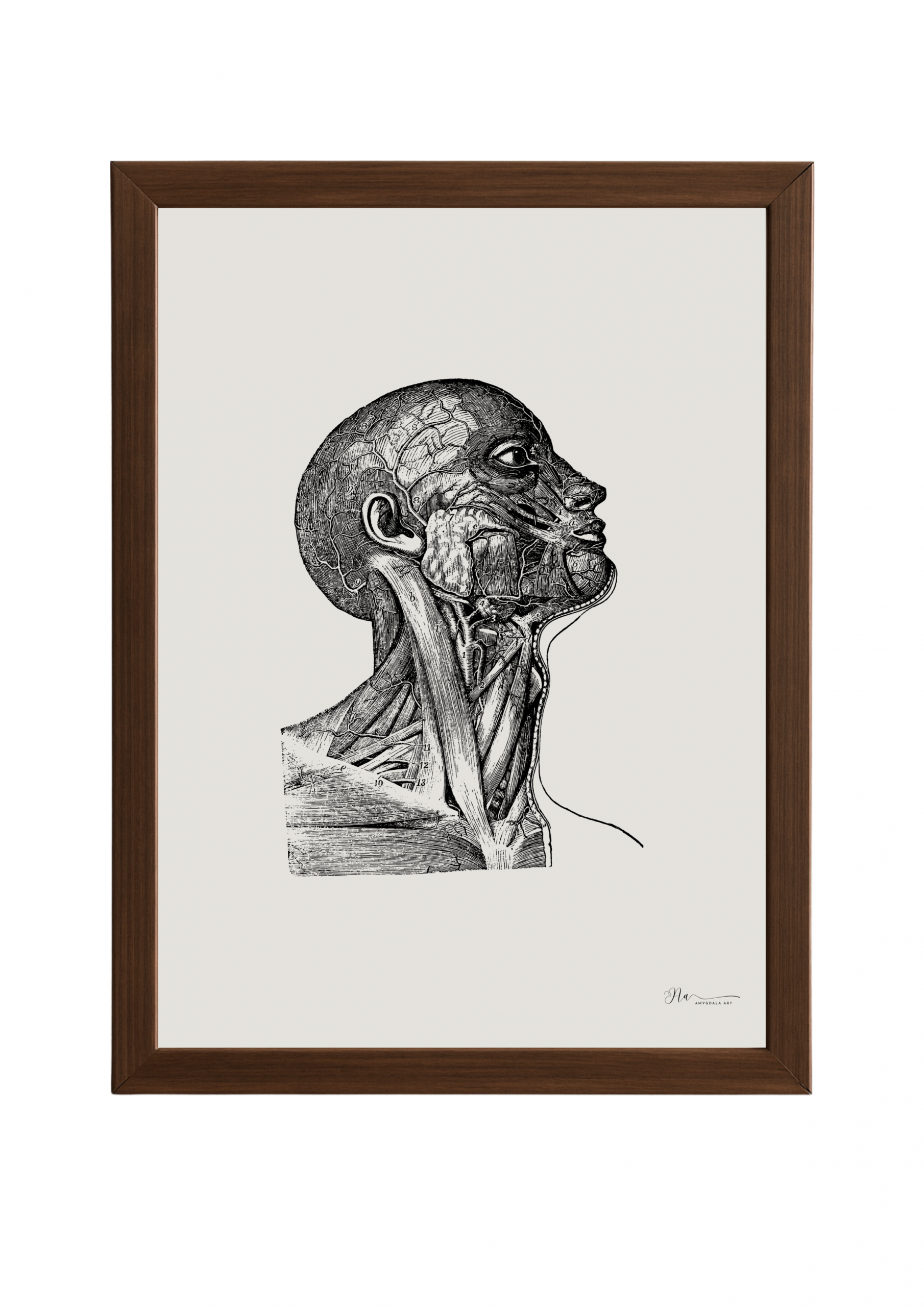 Poster- Facial nerves (Vintage)