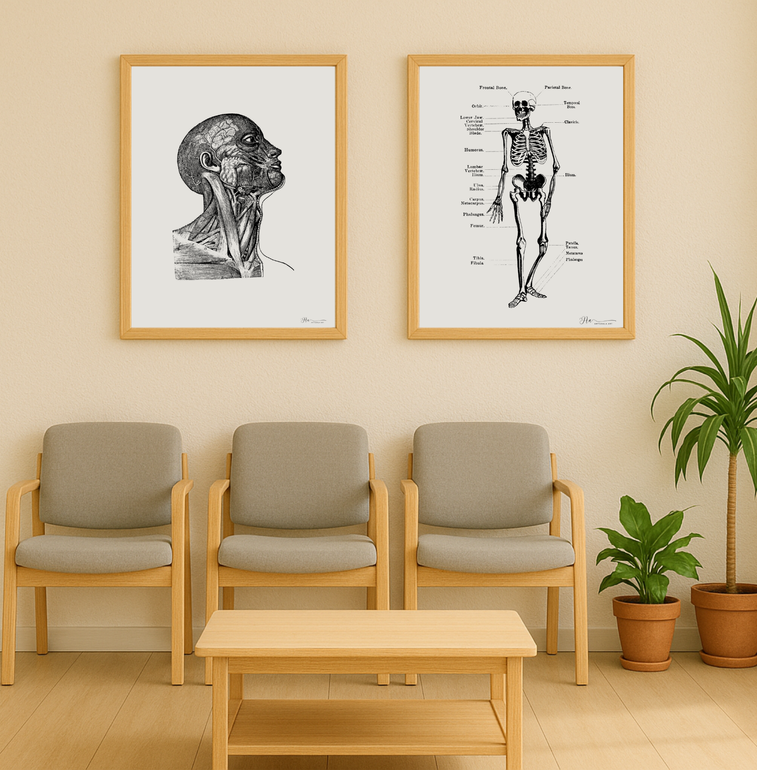 The Human Skeleton (Vintage) - Image 3