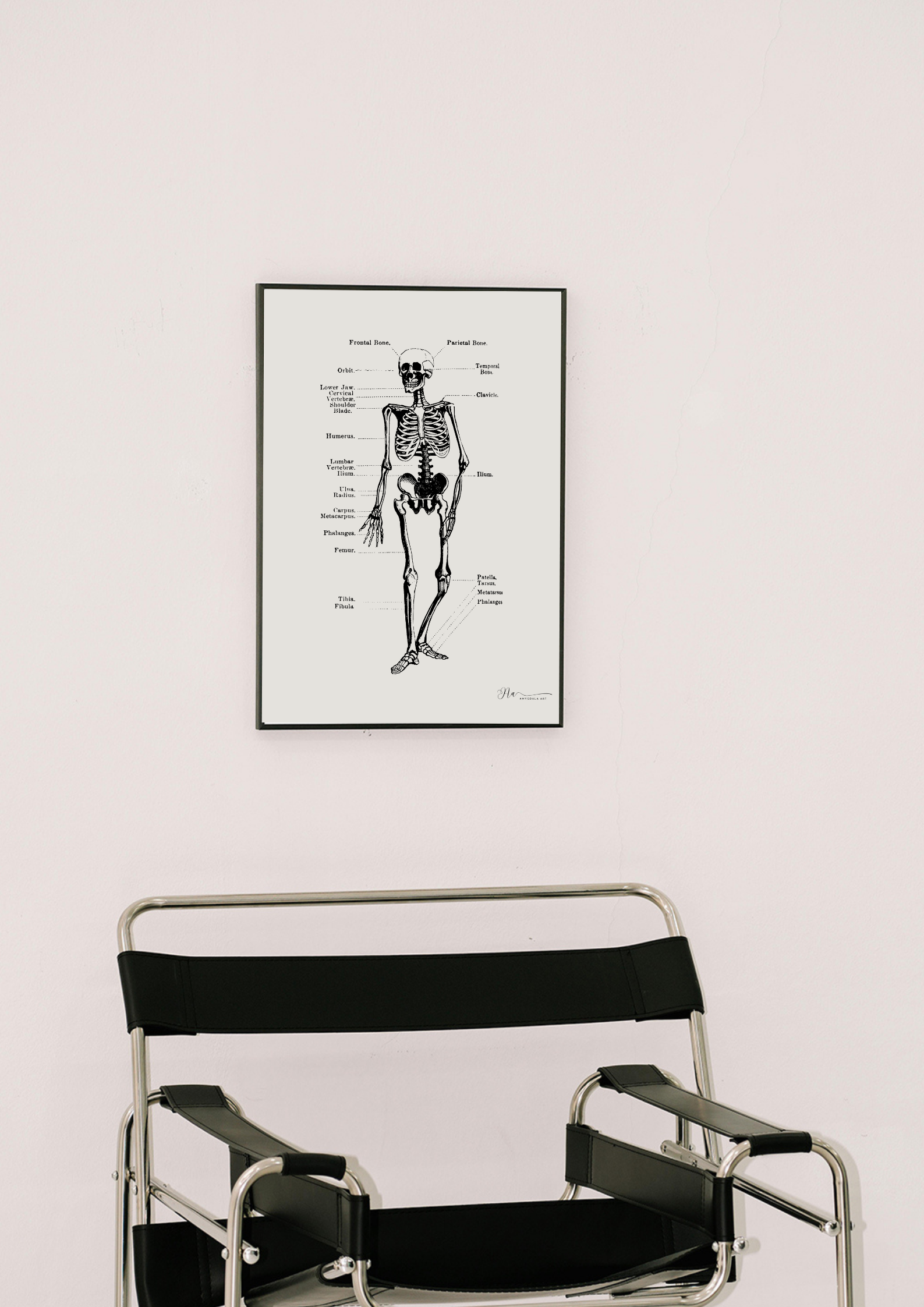 The Human Skeleton (Vintage) - Image 2