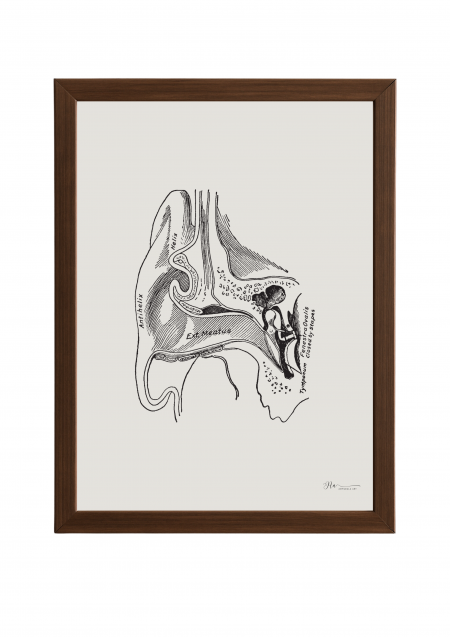 External Ear (Vintage) a drawing of a human external middle ear