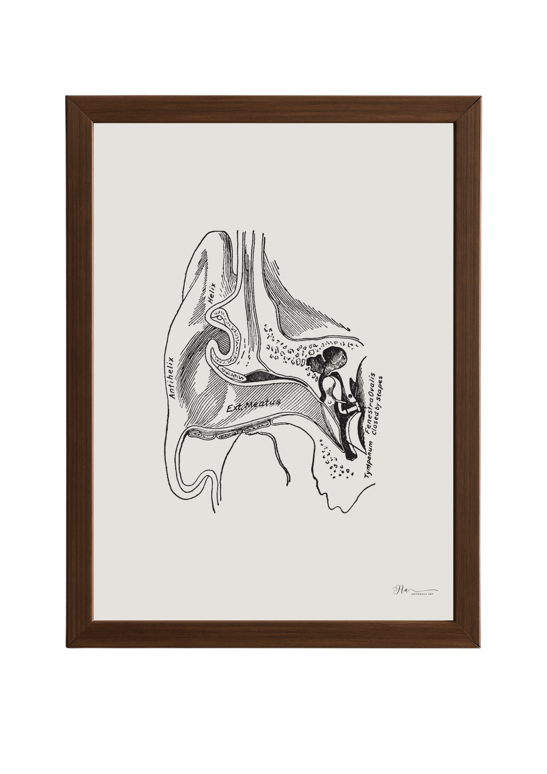 a drawing of a human external middle ear