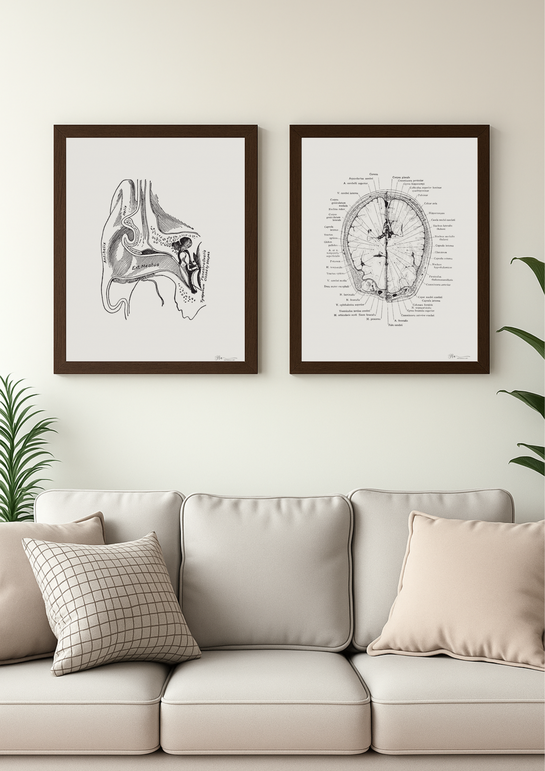 External Ear (Vintage) - Image 2